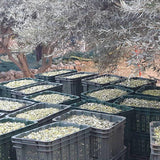 SKOUTARI EXTRA VIRGIN ORGANIC OLIVE OIL 500ML