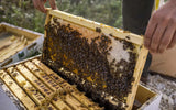 Antheon Delphi Wildflower Honey - 450G