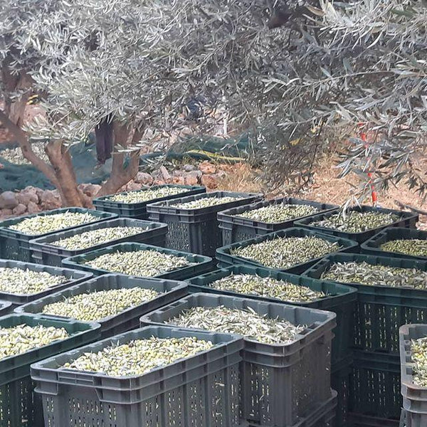 SKOUTARI EXTRA VIRGIN ORGANIC OLIVE OIL 500ML