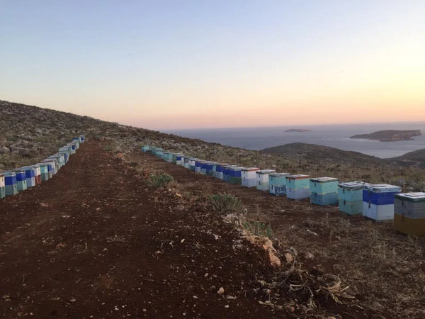 Thyme Honey from Kalymnos 500ml squeeze